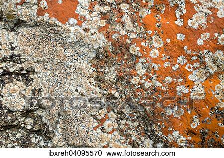 Rock lichens, Tyrol, Austria, Europe View Large Photo Image Stock Image - Rock lichens, Tyrol, Austria, Europe. Fotosearch