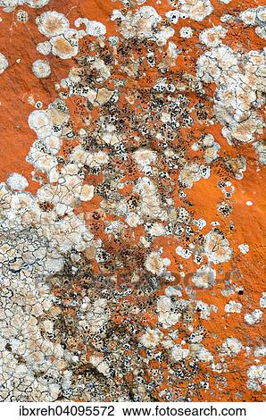 Rock lichens, Tyrol, Austria, Europe View Large Photo Image Stock Image - Rock lichens, Tyrol, Austria, Europe. Fotosearch