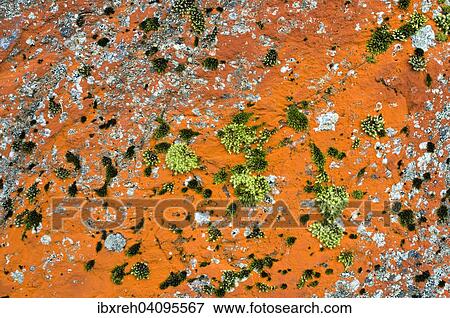 Stock Photo - Rock lichens, Tyrol, Austria, Europe. Fotosearch