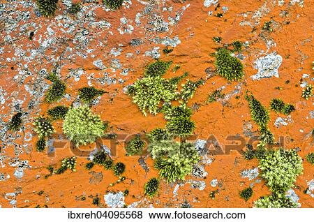 Stock Photo - Rock lichens, Tyrol, Austria, Europe. Fotosearch