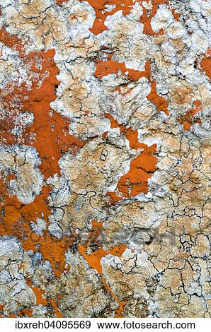 Rock lichens, Tyrol, Austria, Europe View Large Photo Image Stock Photo - Rock lichens, Tyrol, Austria, Europe. Fotosearch