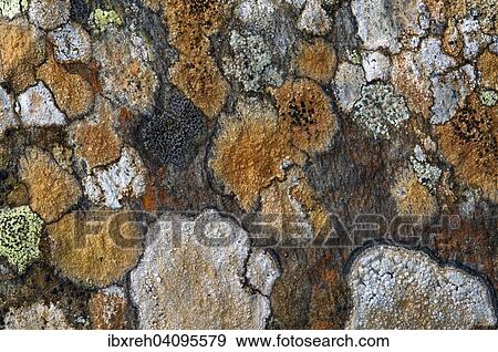Stock Photo - Rock lichens, Tyrol, Austria, Europe. Fotosearch