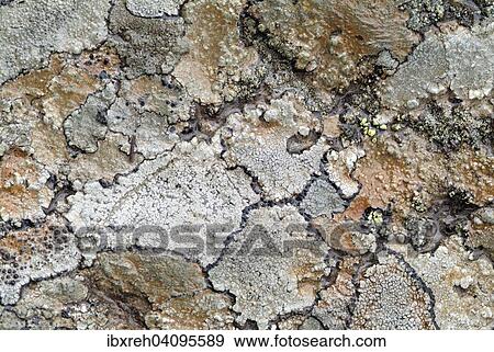Stock Photo - Rock lichens, Tyrol, Austria, Europe. Fotosearch
