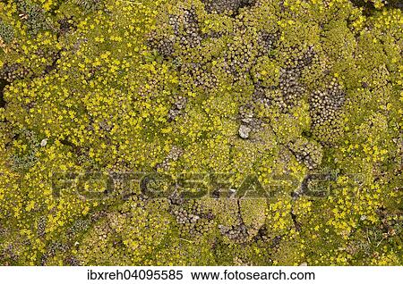 Rock lichens, Tyrol, Austria, Europe View Large Photo Image Stock Photography - Rock lichens, Tyrol, Austria, Europe. Fotosearch