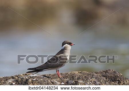 Rock Pratincole (Glareola nuchalis), on a rock island in the Chobe River, Chobe National Park, Botswana, Africa View Large Photo Image Picture - Rock Pratincole (Glareola nuchalis), on a rock island in the Chobe River, Chobe National Park, Botswana, Africa. Fotosearch