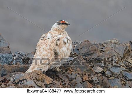 Rock Ptarmigan (Lagopus muta), Spitsbergen, Norway, Europe View Large Photo Image Stock Photo - Rock Ptarmigan (Lagopus muta), Spitsbergen, Norway, Europe. Fotosearch