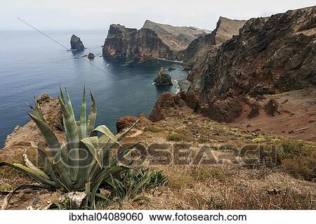 Rocky coast, Ponta de Sao Lourenco, Agave (Agave) at the front, Madeira, Portugal, Europe View Large Photo Image Stock Image - Rocky coast, Ponta de Sao Lourenco, Agave (Agave) at the front, Madeira, Portugal, Europe. Fotosearch