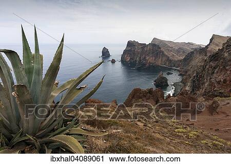 Rocky coast, Ponta de Sao Lourenco, Agave (Agave) at the front, Madeira, Portugal, Europe View Large Photo Image Stock Image - Rocky coast, Ponta de Sao Lourenco, Agave (Agave) at the front, Madeira, Portugal, Europe. Fotosearch