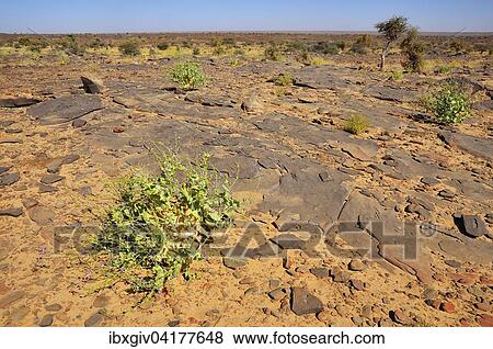 Rocky plateau, route from Atar to Tidjikja, Adrar region, Mauritania, Africa View Large Photo Image Stock Photo - Rocky plateau, route from Atar to Tidjikja, Adrar region, Mauritania, Africa. Fotosearch