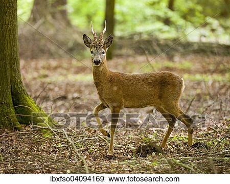 Roe Deer (Capreolus capreolus), buckin the forest, captive, Lower Saxony, Germany, Europe View Large Photo Image Stock Photo - Roe Deer (Capreolus capreolus), buckin the forest, captive, Lower Saxony, Germany, Europe. Fotosearch
