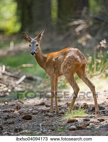 Roe Deer (Capreolus capreolus), doe with summer coat in the forest, captive, Saxony, Germany, Europe View Large Photo Image Stock Image - Roe Deer (Capreolus capreolus), doe with summer coat in the forest, captive, Saxony, Germany, Europe. Fotosearch