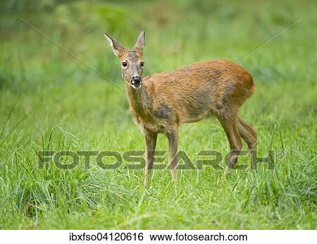 Roe Deer (Capreolus capreolus) during change of coat, standing in a meadow, captive, Saxony, Germany, Europe View Large Photo Image Stock Photograph - Roe Deer (Capreolus capreolus) during change of coat, standing in a meadow, captive, Saxony, Germany, Europe. Fotosearch