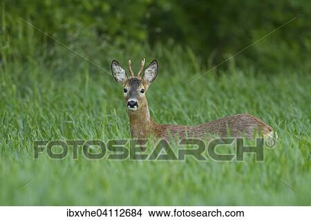 Roe deer (Capreolus capreolus) in grain field, Hesse, Germany, Europe View Large Photo Image Picture - Roe deer (Capreolus capreolus) in grain field, Hesse, Germany, Europe. Fotosearch