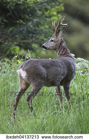 Roe deer (Capreolus capreolus), with three-pointed antler, transition from grey winter coat to red summer coat, Lower Austria, Austria, Europe View Large Photo Image Stock Image - Roe deer (Capreolus capreolus), with three-pointed antler, transition from grey winter coat to red summer coat, Lower Austria, Austria, Europe. Fotosearch