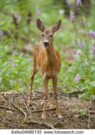 Roe Deer (Capreolus capreolus) with summer coat in a forest, captive, Saxony, Germany, Europe View Large Photo Image Stock Image - Roe Deer (Capreolus capreolus) with summer coat in a forest, captive, Saxony, Germany, Europe. Fotosearch