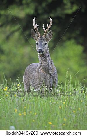 Roe deer (Capreolus capreolus), with three-pointed antler, transition from grey winter coat to red summer coat, Lower Austria, Austria, Europe View Large Photo Image Stock Photo - Roe deer (Capreolus capreolus), with three-pointed antler, transition from grey winter coat to red summer coat, Lower Austria, Austria, Europe. Fotosearch