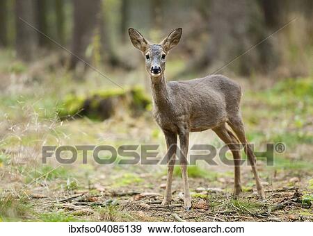 Roe Deer (Capreolus capreolus) with winter coat in a forest, captive, Saxony, Germany, Europe View Large Photo Image Stock Photo - Roe Deer (Capreolus capreolus) with winter coat in a forest, captive, Saxony, Germany, Europe. Fotosearch