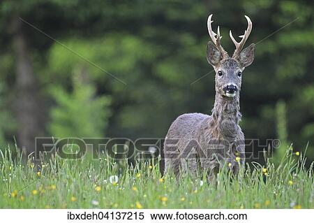 Roe deer (Capreolus capreolus), with three-pointed antler, transition from grey winter coat to red summer coat, Lower Austria, Austria, Europe View Large Photo Image Stock Photography - Roe deer (Capreolus capreolus), with three-pointed antler, transition from grey winter coat to red summer coat, Lower Austria, Austria, Europe. Fotosearch