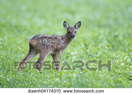 Roe deer fawn (Capreolus capreolus), Emsland, Lower Saxony, Germany, Europe View Large Photo Image Stock Image - Roe deer fawn (Capreolus capreolus), Emsland, Lower Saxony, Germany, Europe. Fotosearch