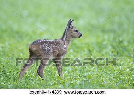 Roe deer fawn (Capreolus capreolus), Emsland, Lower Saxony, Germany, Europe View Large Photo Image Stock Photo - Roe deer fawn (Capreolus capreolus), Emsland, Lower Saxony, Germany, Europe. Fotosearch