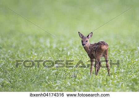 Roe deer fawn (Capreolus capreolus), Emsland, Lower Saxony, Germany, Europe View Large Photo Image Stock Photograph - Roe deer fawn (Capreolus capreolus), Emsland, Lower Saxony, Germany, Europe. Fotosearch