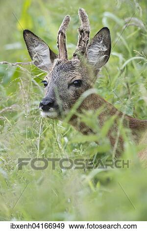 Roebuck (Capreolus capreolus), Emsland, Lower Saxony, Germany, Europe View Large Photo Image Stock Photo - Roebuck (Capreolus capreolus), Emsland, Lower Saxony, Germany, Europe. Fotosearch