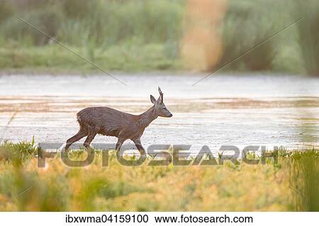 Roebuck (Capreolus capreolus) wading through shallow water, Lower Saxony, Germany, Europe View Large Photo Image Stock Image - Roebuck (Capreolus capreolus) wading through shallow water, Lower Saxony, Germany, Europe. Fotosearch