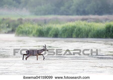 Roebuck (Capreolus capreolus) wading through shallow water, Lower Saxony, Germany, Europe View Large Photo Image Stock Photo - Roebuck (Capreolus capreolus) wading through shallow water, Lower Saxony, Germany, Europe. Fotosearch
