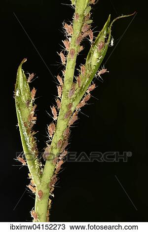 Rose Aphids (Macrosiphum rosae), colony, pest on the stem of a Rose (Rosa) View Large Photo Image Stock Image - Rose Aphids (Macrosiphum rosae), colony, pest on the stem of a Rose (Rosa). Fotosearch