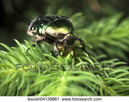 Rose chafer or green rose chafer (Cetonia aurata) on fir branch (Abies), Baden-Wurttemberg, Germany, Europe View Large Photo Image Stock Image - Rose chafer or green rose chafer (Cetonia aurata) on fir branch (Abies), Baden-Wurttemberg, Germany, Europe. Fotosearch