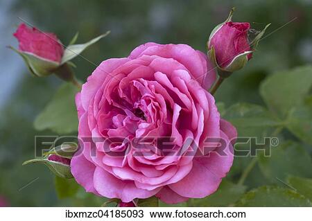 Rose flower 'Karina' (Rosa sp. ) with buds, Bavaria, Germany, Europe View Large Photo Image Stock Image - Rose flower 'Karina' (Rosa sp. ) with buds, Bavaria, Germany, Europe. Fotosearch