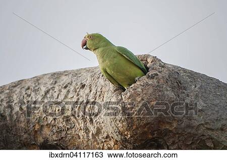 Rose-ringed parakeet (Psittacula krameri manillensis) in a tree-hole, Gir Forest National Park, Gir Forest National Park, Gujarat, India, Asia View Large Photo Image Stock Image - Rose-ringed parakeet (Psittacula krameri manillensis) in a tree-hole, Gir Forest National Park, Gir Forest National Park, Gujarat, India, Asia. Fotosearch