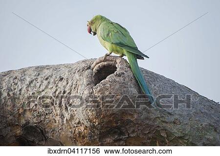 Stock Photograph - Rose-ringed parakeet (Psittacula krameri manillensis) by a hole in a tree, Gir Forest National Park, Gir Forest National Park, Gujarat, India, Asia. Fotosearch
