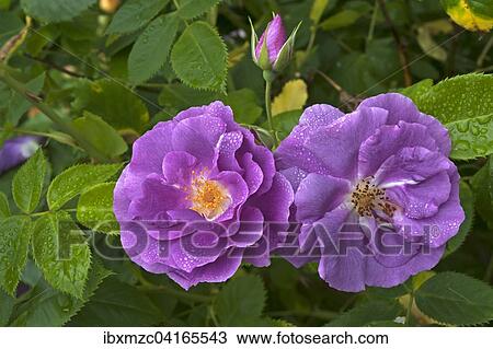 Rose (Rosa sp. ) flowers and bud with water droplets, Bavaria, Germany, Europe View Large Photo Image Stock Image - Rose (Rosa sp. ) flowers and bud with water droplets, Bavaria, Germany, Europe. Fotosearch