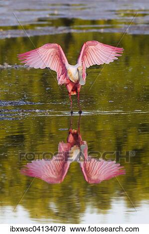 Roseate Spoonbill (Ajaia ajaja) with its reflection in the water, Sanibel island, Florida, USA View Large Photo Image Stock Photo - Roseate Spoonbill (Ajaia ajaja) with its reflection in the water, Sanibel island, Florida, USA. Fotosearch