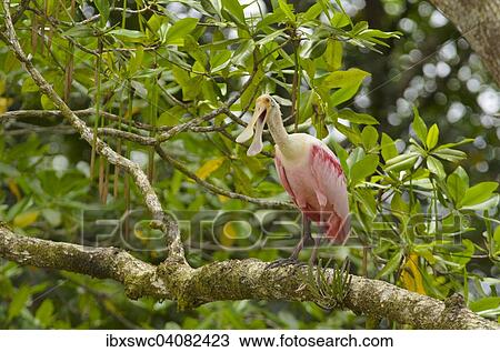 Roseate Spoonbill (Platalea ajaja) perched on a branch, Puntarenas Province, Costa Rica, North America View Large Photo Image Stock Image - Roseate Spoonbill (Platalea ajaja) perched on a branch, Puntarenas Province, Costa Rica, North America. Fotosearch