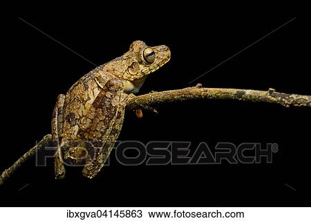 Rosenberg's tree frog (Hypsiboas rosenbergi), Choco rainforest, Ecuador, South America View Large Photo Image Stock Image - Rosenberg's tree frog (Hypsiboas rosenbergi), Choco rainforest, Ecuador, South America. Fotosearch