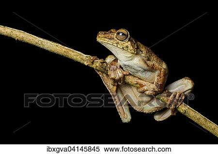 Rosenberg's tree frog (Hypsiboas rosenbergi), Choco rainforest, Ecuador, South America View Large Photo Image Stock Photography - Rosenberg's tree frog (Hypsiboas rosenbergi), Choco rainforest, Ecuador, South America. Fotosearch