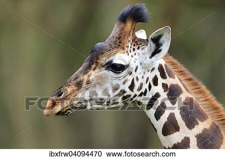 Rothschild? ÇÖs Giraffe (Giraffa camelopardalis rothschildi), young female, Lake Nakuru National Park, Kenya, Africa View Large Photo Image Stock Image - Rothschild? ÇÖs Giraffe (Giraffa camelopardalis rothschildi), young female, Lake Nakuru National Park, Kenya, Africa. Fotosearch