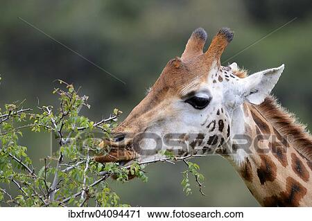 Rothschild? ÇÖs Giraffe (Giraffa camelopardalis rothschildi), feeding on a thorn bush, Lake Nakuru National Park, Kenya, Africa View Large Photo Image Stock Image - Rothschild? ÇÖs Giraffe (Giraffa camelopardalis rothschildi), feeding on a thorn bush, Lake Nakuru National Park, Kenya, Africa. Fotosearch