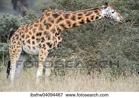 Rothschild? ÇÖs Giraffe (Giraffa camelopardalis rothschildi), feeding on a thorn bush, Oxpeckers (Buphagus) perched on its back, Lake Nakuru National Park, Kenya, Africa View Large Photo Image Stock Photo - Rothschild? ÇÖs Giraffe (Giraffa camelopardalis rothschildi), feeding on a thorn bush, Oxpeckers (Buphagus) perched on its back, Lake Nakuru National Park, Kenya, Africa. Fotosearch
