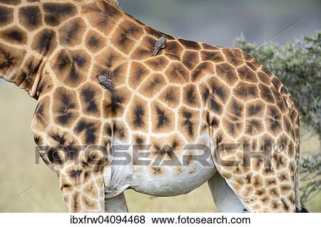 Rothschild? ÇÖs Giraffe (Giraffa camelopardalis rothschildi), detail view of the coat pattern, Oxpeckers (Buphagus) perched on its back, Lake Nakuru National Park, Kenya, Africa View Large Photo Image Stock Photo - Rothschild? ÇÖs Giraffe (Giraffa camelopardalis rothschildi), detail view of the coat pattern, Oxpeckers (Buphagus) perched on its back, Lake Nakuru National Park, Kenya, Africa. Fotosearch