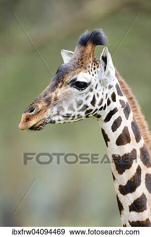 Rothschild? ÇÖs Giraffe (Giraffa camelopardalis rothschildi), young female, Lake Nakuru National Park, Kenya, Africa View Large Photo Image Stock Photo - Rothschild? ÇÖs Giraffe (Giraffa camelopardalis rothschildi), young female, Lake Nakuru National Park, Kenya, Africa. Fotosearch