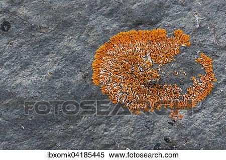 Round firedot lichen (Caloplaca sp. ), Kejser Franz Joseph Fjord, Northeast Greenland National Park, Greenland, North America View Large Photo Image Stock Photography - Round firedot lichen (Caloplaca sp. ), Kejser Franz Joseph Fjord, Northeast Greenland National Park, Greenland, North America. Fotosearch
