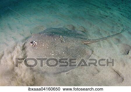 Round Ribbontail Ray (Taeniura meyeni) on sandy bottom, Red Sea, Marsa Alam, Abu Dabab, Egypt, Africa View Large Photo Image Stock Image - Round Ribbontail Ray (Taeniura meyeni) on sandy bottom, Red Sea, Marsa Alam, Abu Dabab, Egypt, Africa. Fotosearch