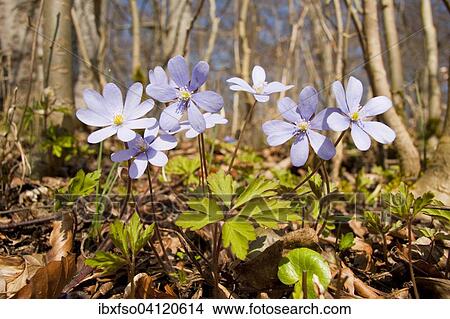 Roundlobe Hepatica (Hepatica nobilis, Anemone hepatica), flowers, Hainich National Park, Thuringia, Germany, Europe View Large Photo Image Picture - Roundlobe Hepatica (Hepatica nobilis, Anemone hepatica), flowers, Hainich National Park, Thuringia, Germany, Europe. Fotosearch