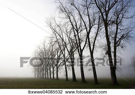 Row of trees in the fog, Mondsee lake, Mondseeland region, Salzkammergut, Upper Austria, Austria, Europe View Large Photo Image Stock Image - Row of trees in the fog, Mondsee lake, Mondseeland region, Salzkammergut, Upper Austria, Austria, Europe. Fotosearch