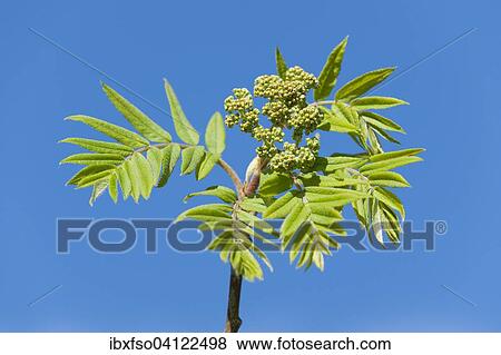 Rowan (Sorbus aucuparia, Pyrus aucuparia), leaves and buds, Lower Saxony, Germany, Europe View Large Photo Image Stock Photo - Rowan (Sorbus aucuparia, Pyrus aucuparia), leaves and buds, Lower Saxony, Germany, Europe. Fotosearch