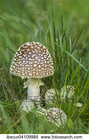 Royal fly agaric (Amanita regalis), Thuringia, Germany, Europe View Large Photo Image Stock Photography - Royal fly agaric (Amanita regalis), Thuringia, Germany, Europe. Fotosearch