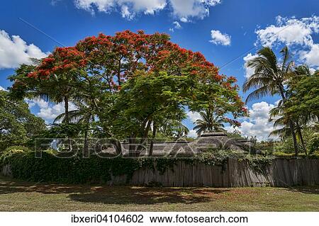 Stock Image - Royal Poinciana (Delonix regia) in front of hut, Mauritius, Africa. Fotosearch